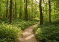 Wandern Usedom » Naturerlebnisse zu Fuß genießen